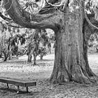 Under the Cedar Tree