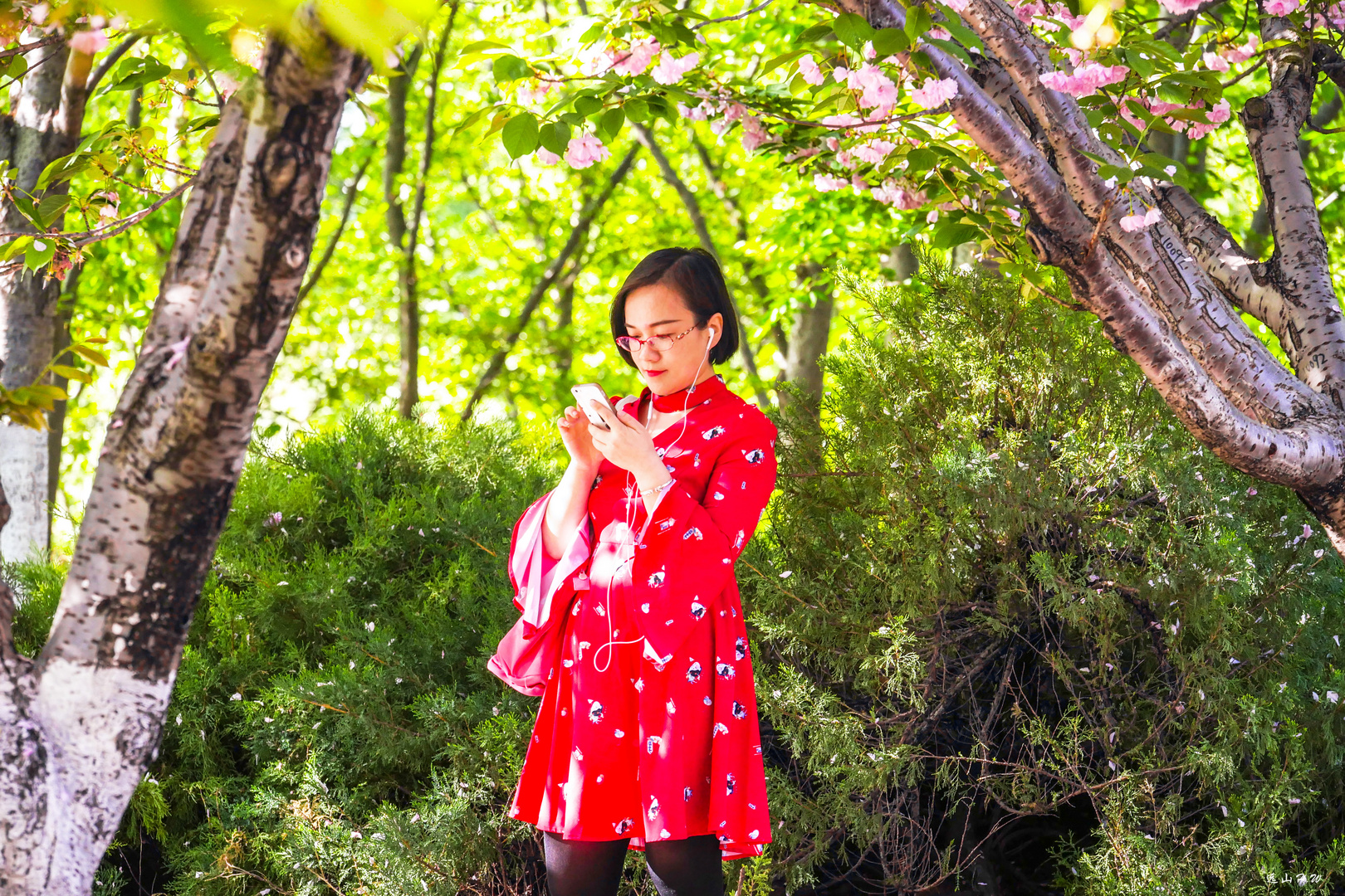 Under the cherry trees