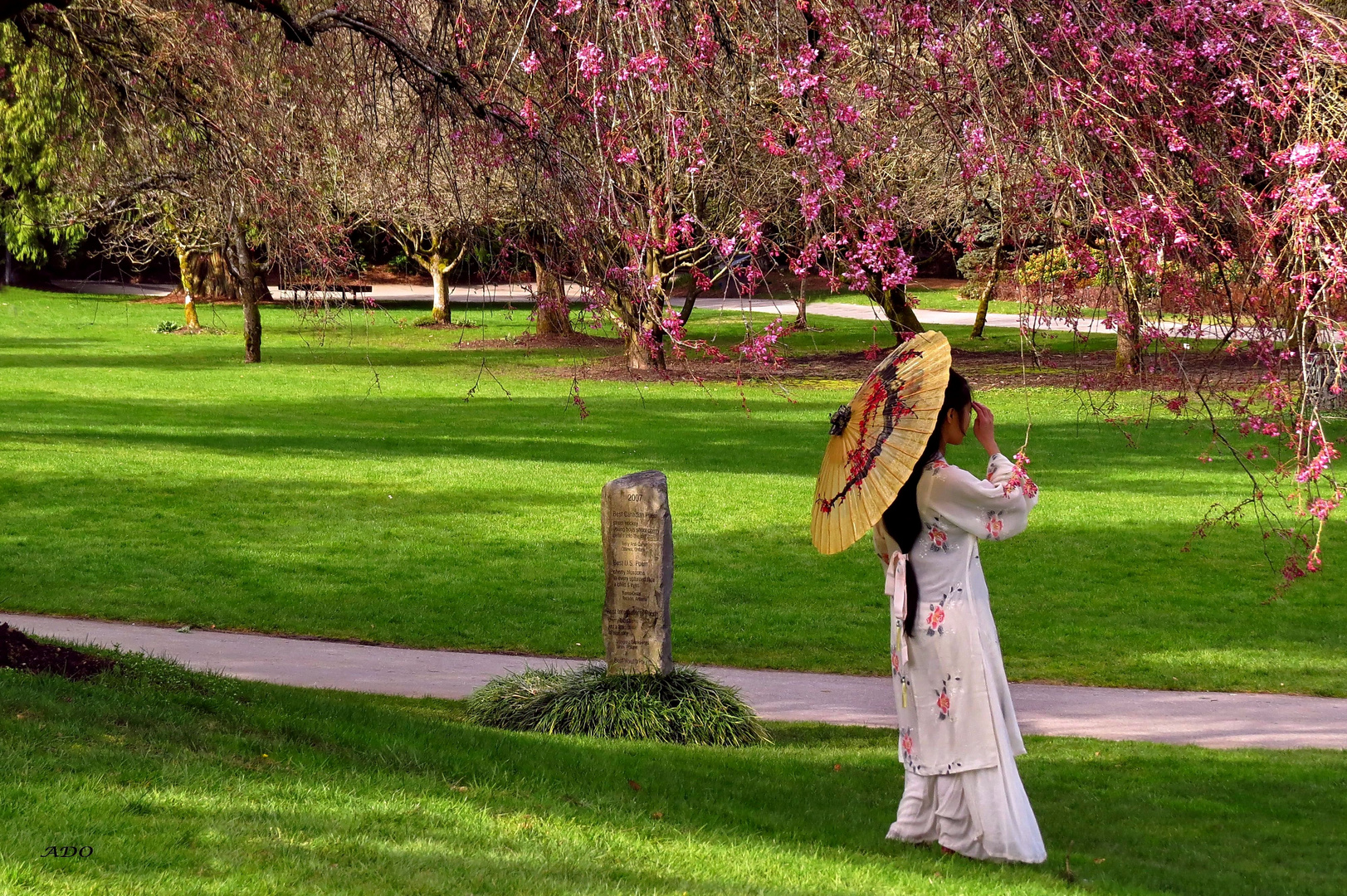 Under the Cherry Trees (2)