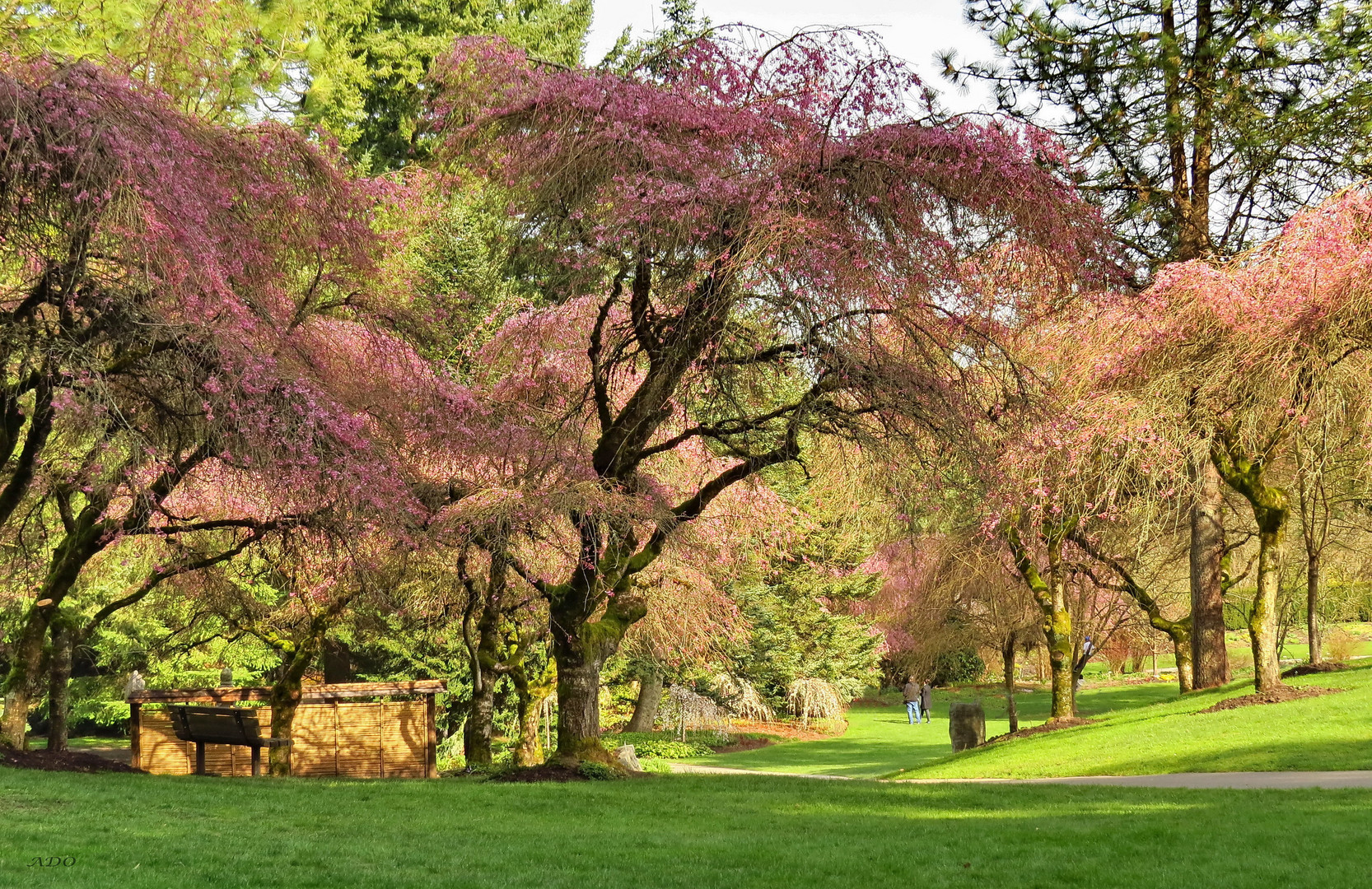 Under the Cherry Trees  (3)