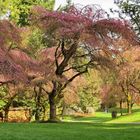 Under the Cherry Trees  (3)