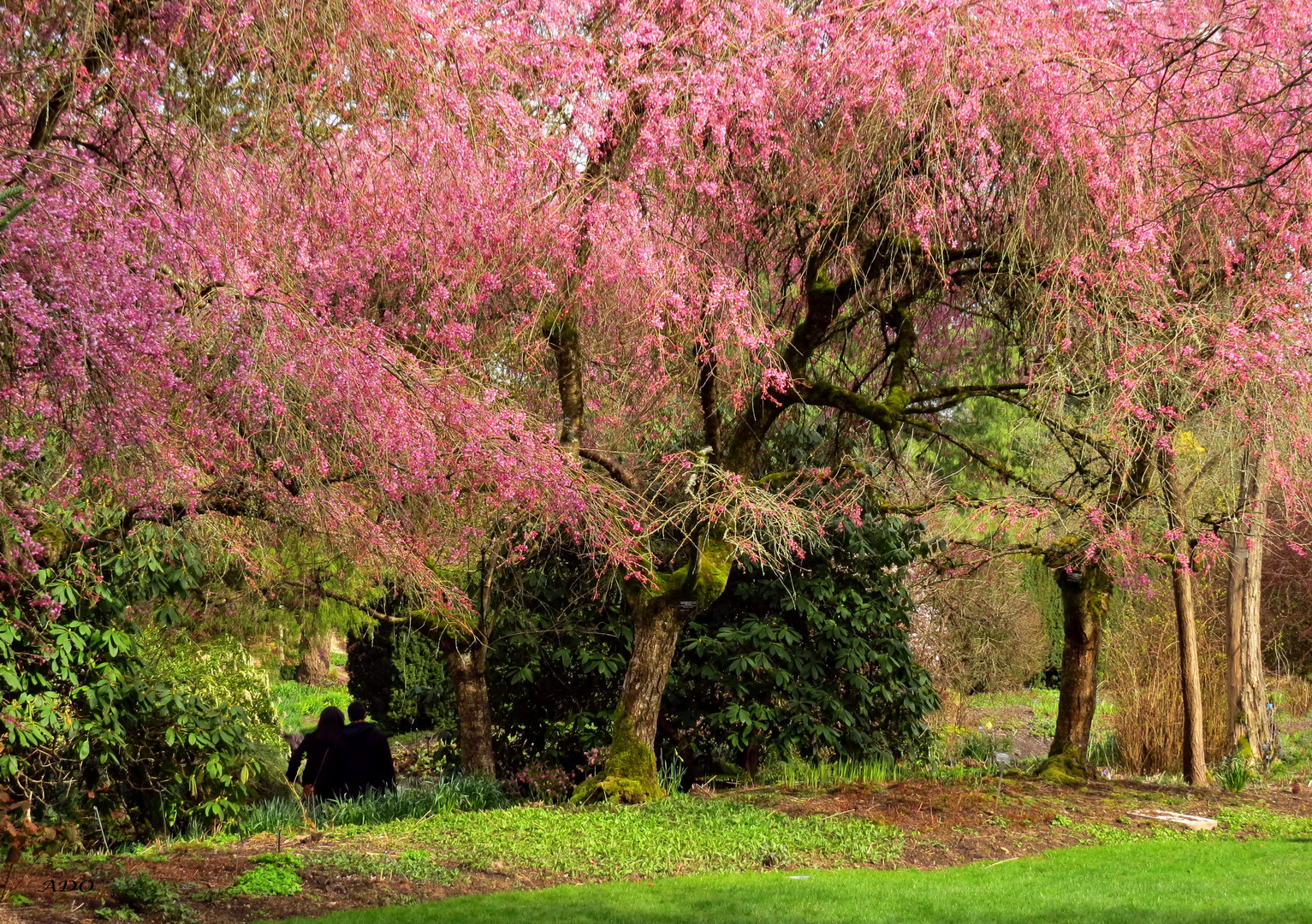 Under the Cherry Trees