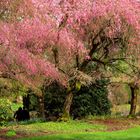 Under the Cherry Trees