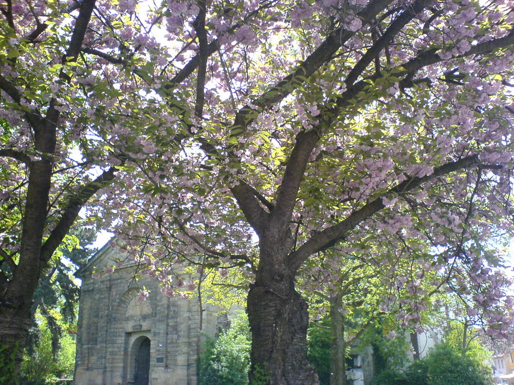 Under the Cherrytrees