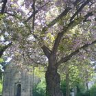 Under the Cherrytrees