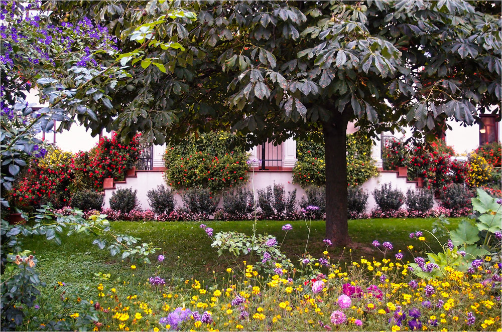 under the Chestnut tree