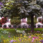 under the Chestnut tree