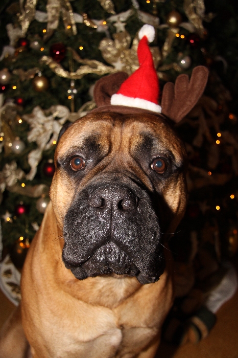 under the christmas tree