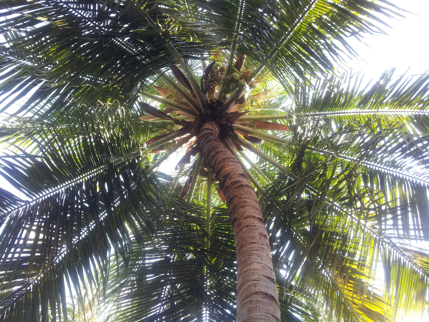 Under the Coconut Tree...