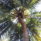 Under the Coconut Tree...