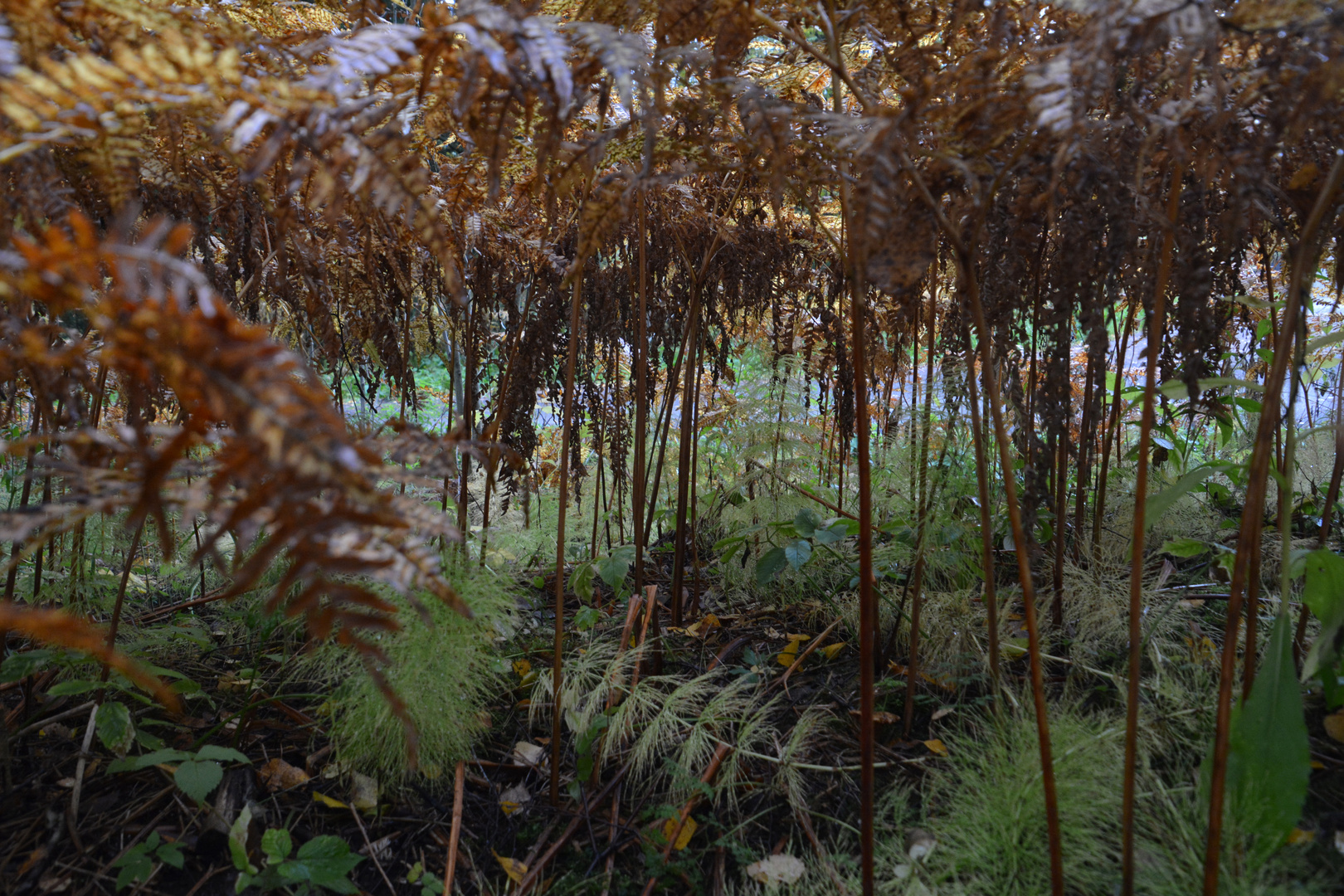 Under the ferns