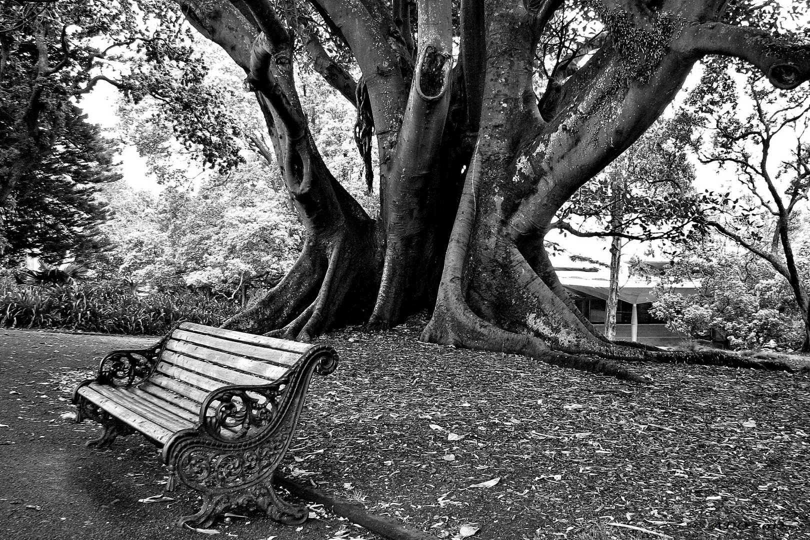 Under the Fig Tree