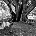 Under the Fig Tree