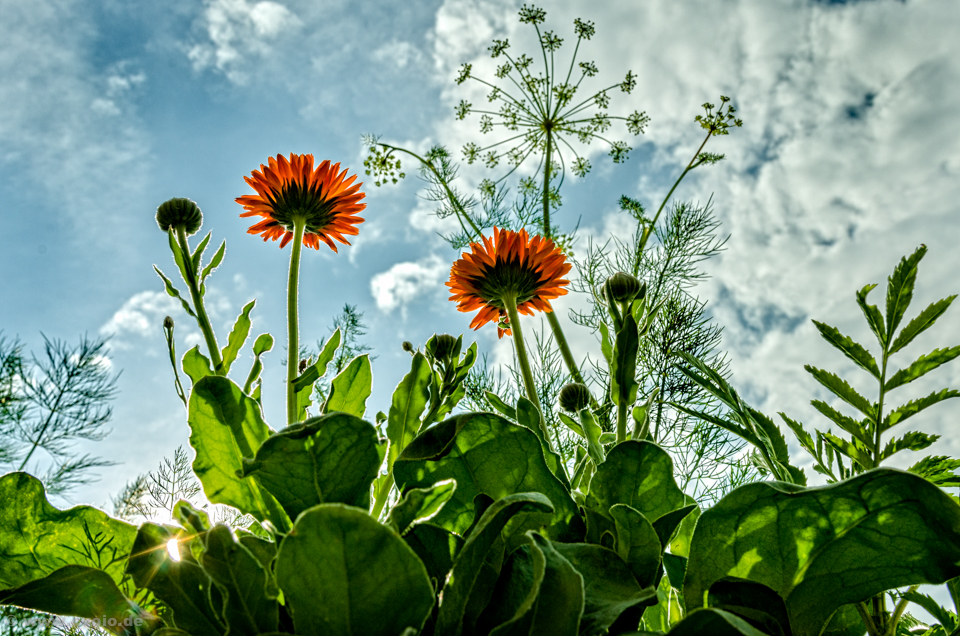 Under the Flowers...