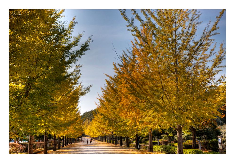 Under the Ginkgo 2