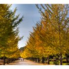 Under the Ginkgo 2