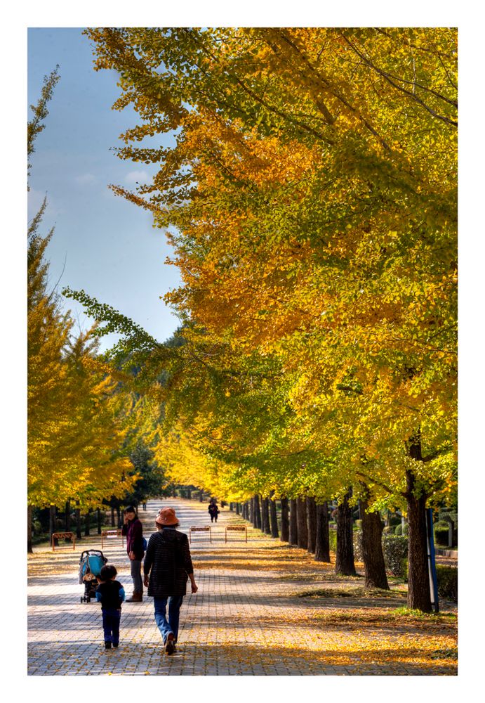 Under the Ginkgo