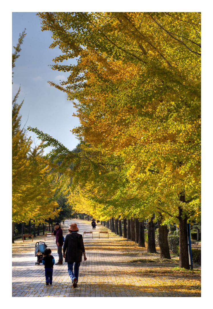 Under the Ginkgo