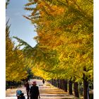 Under the Ginkgo