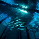 under the jetty