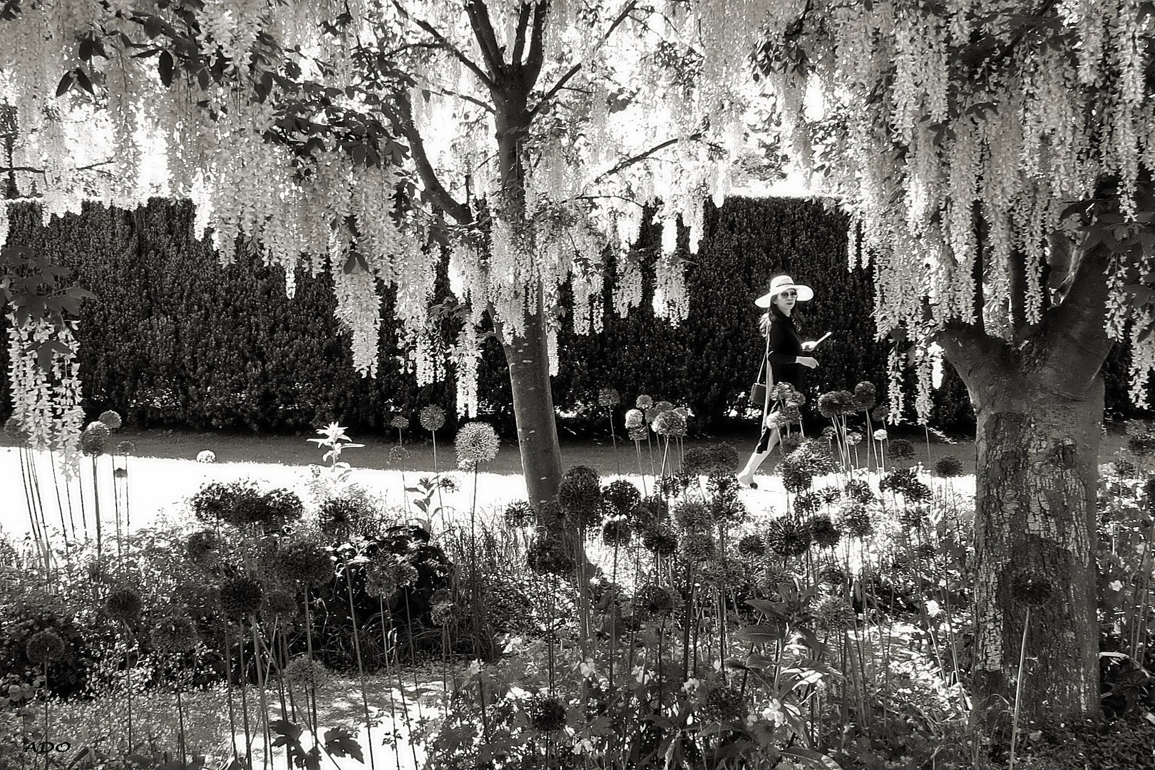 Under the Laburnum Blossoms