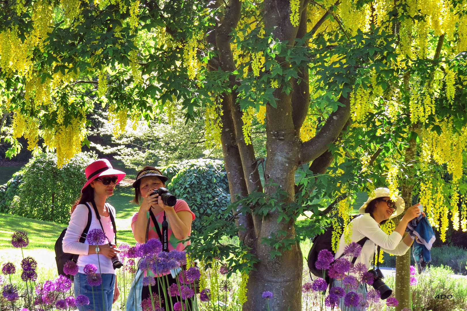 Under the Laburnum Tree