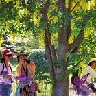 Under the Laburnum Tree