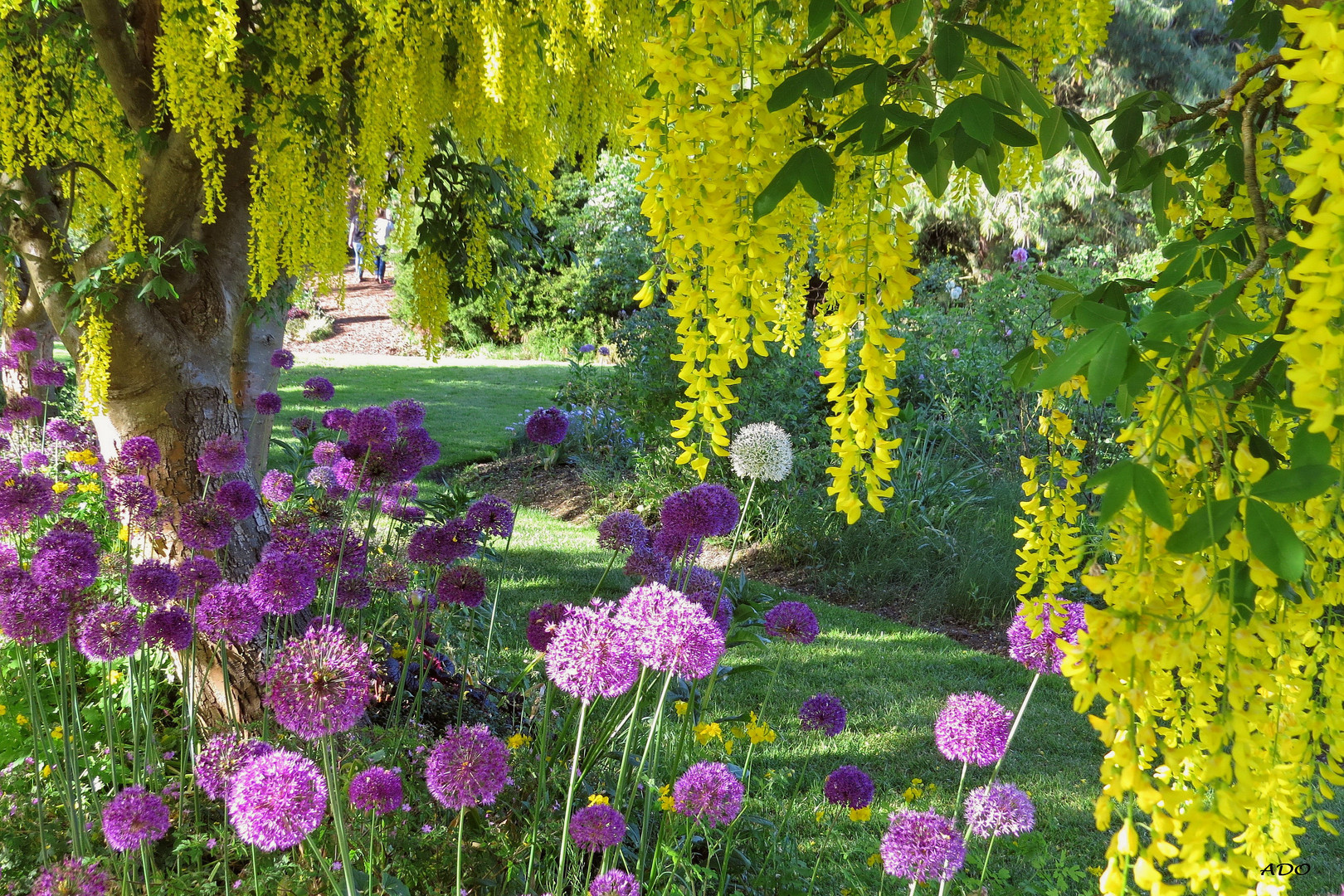 Under the Laburnum Trees