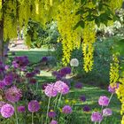 Under the Laburnum Trees