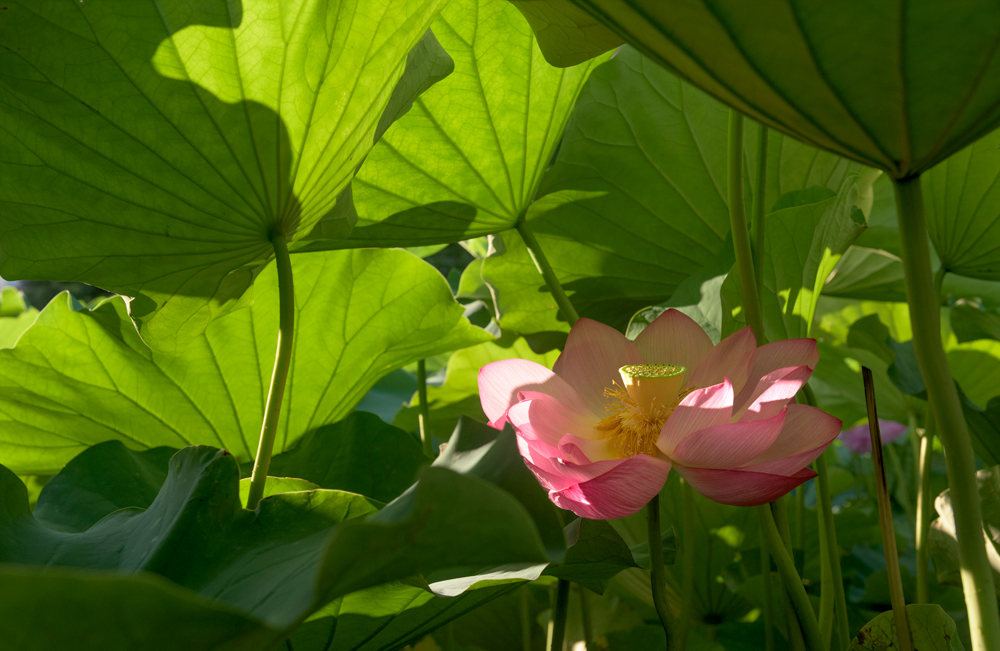 Under the large leaves