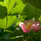 Under the large leaves