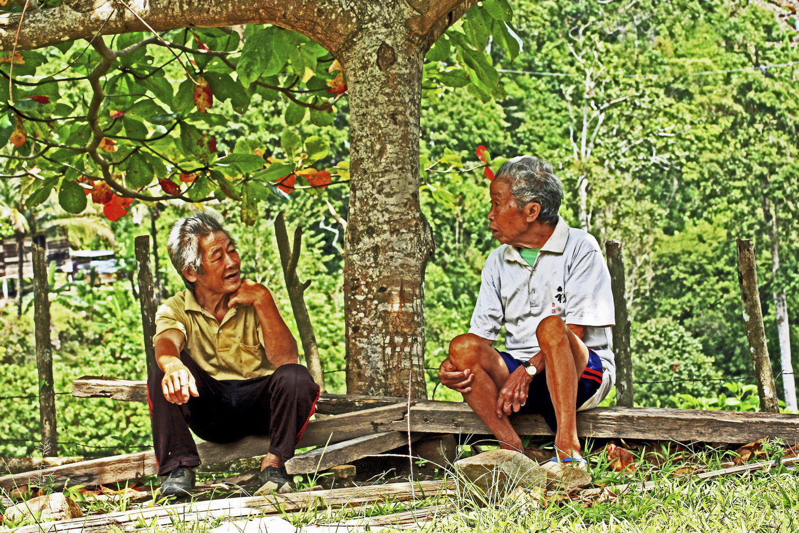 Under the mangotree