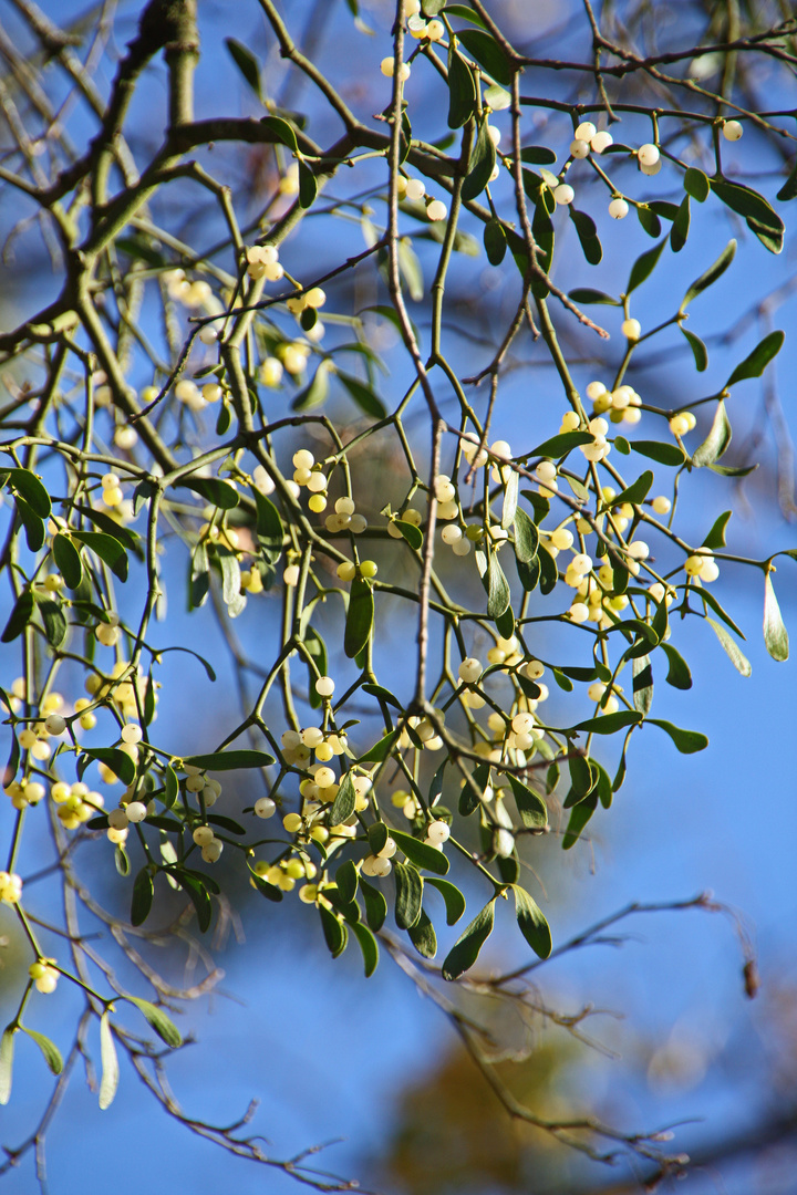 Under the Mistletoe!