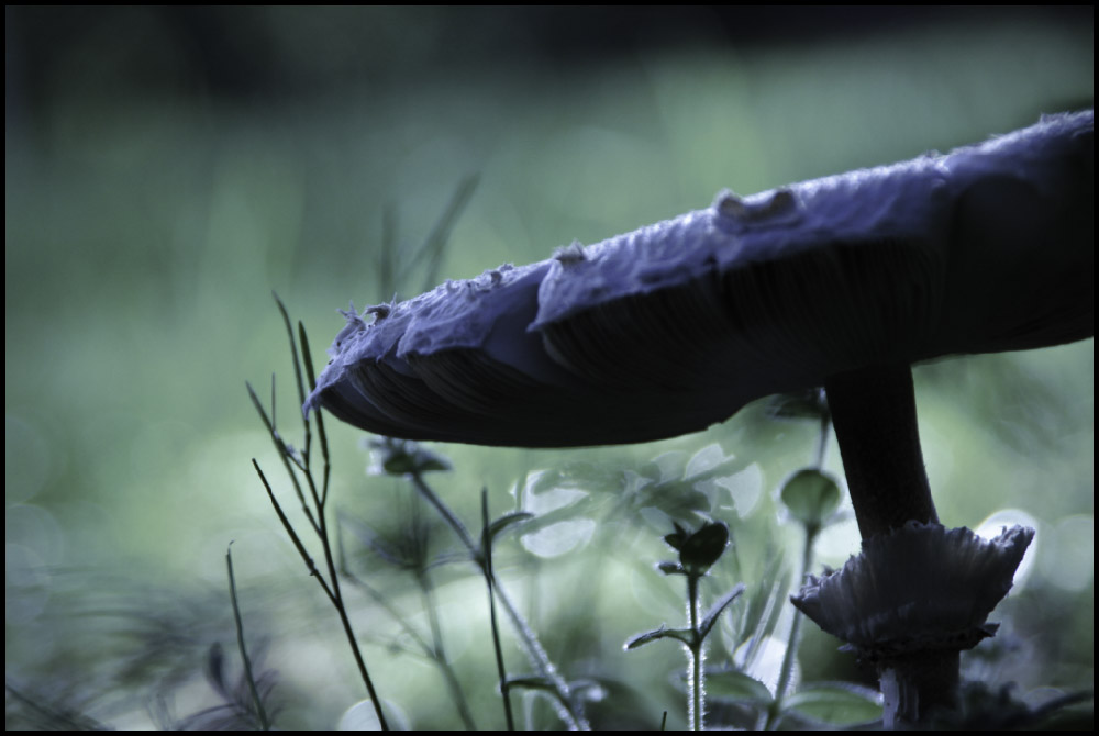 Under the mushroom