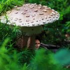 Under the Mushroom