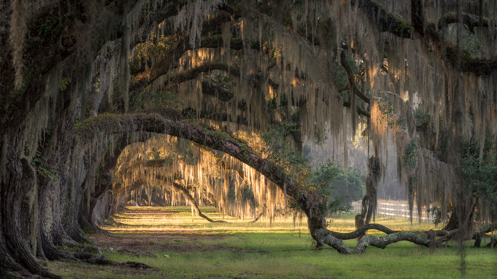 Under the Oak