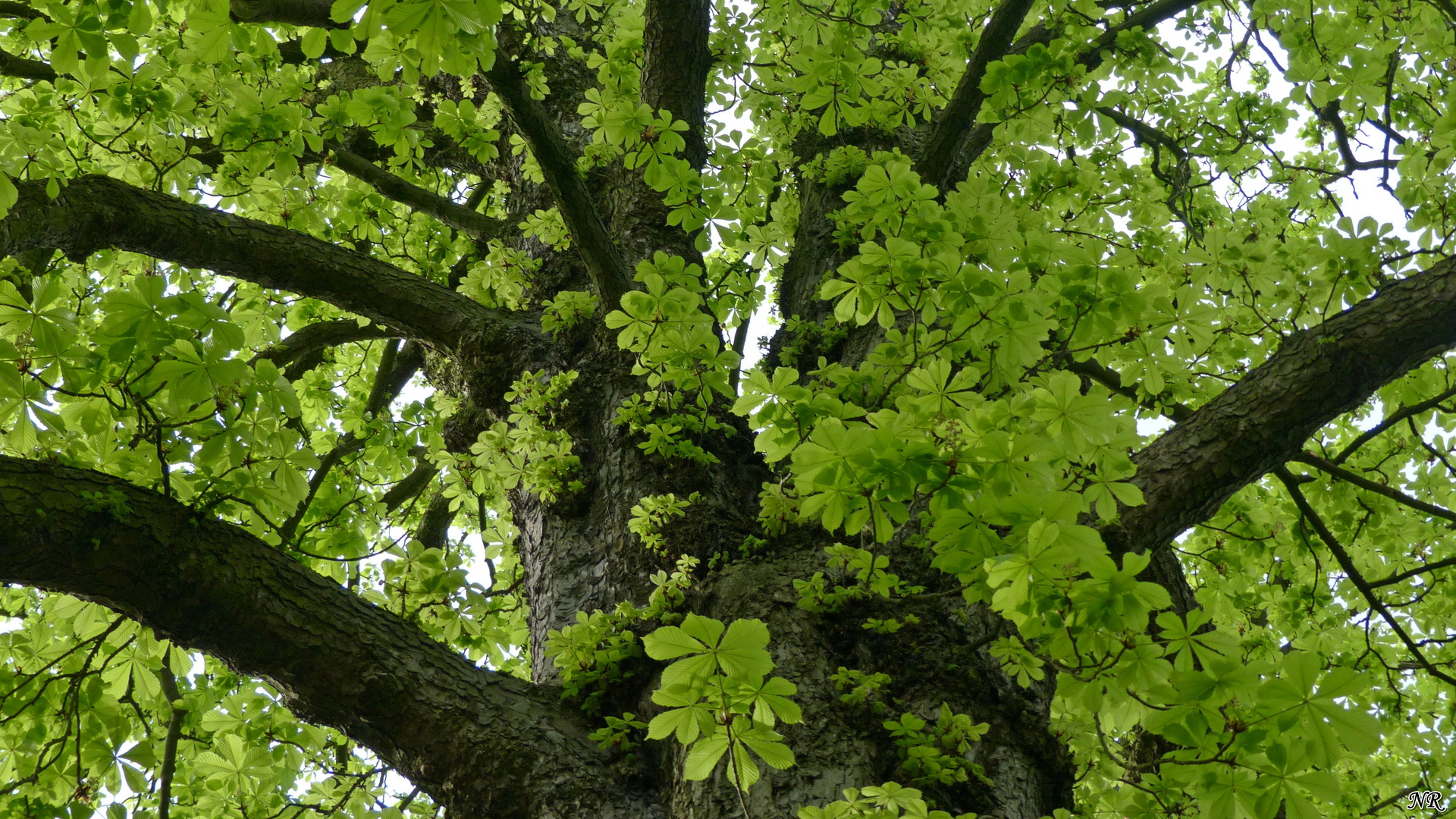 Under The Old Tree