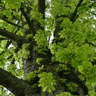 Under The Old Tree