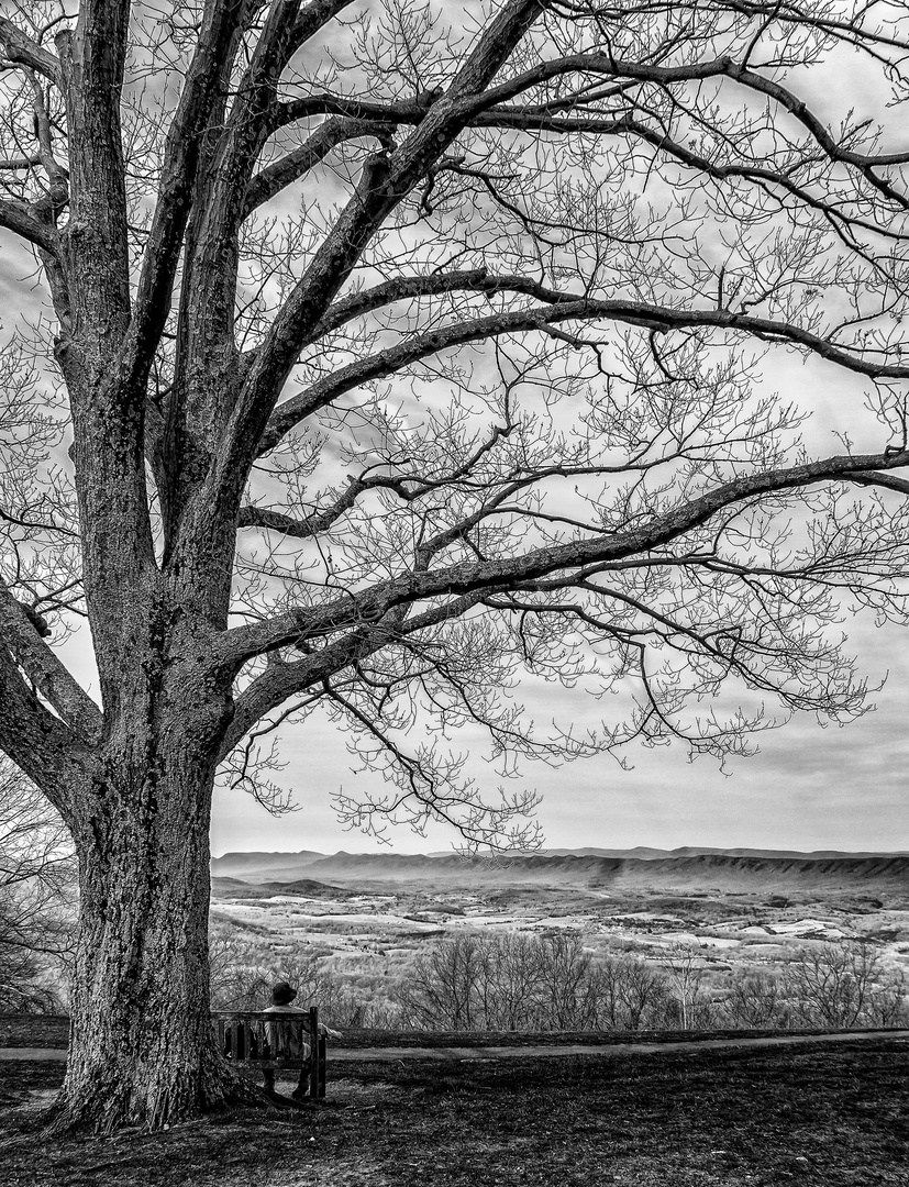 Under the old tree