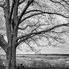 Under the old tree