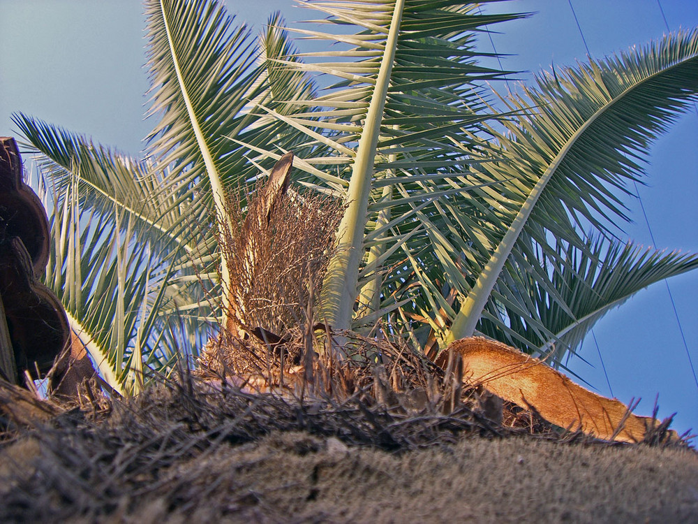 under the Palm