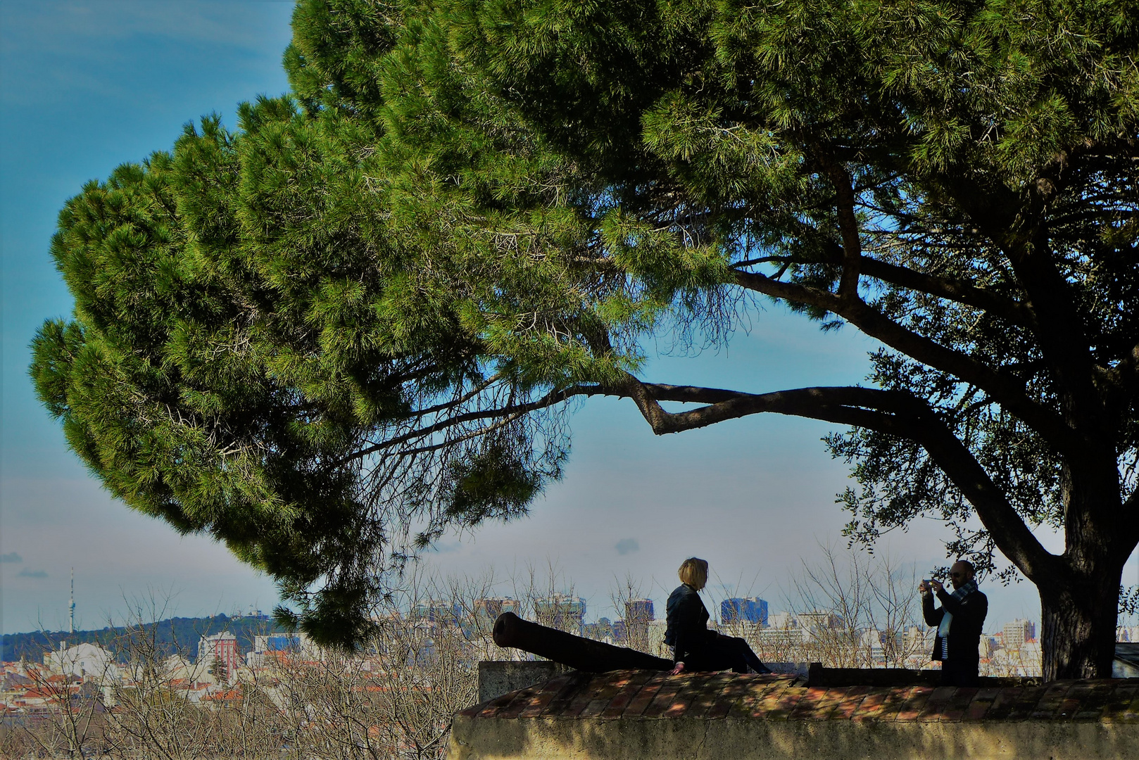 Under the Pine tree!