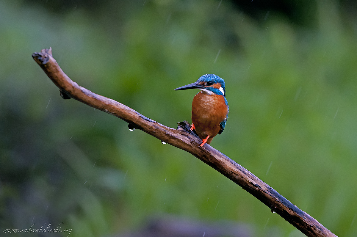 Under the Rain