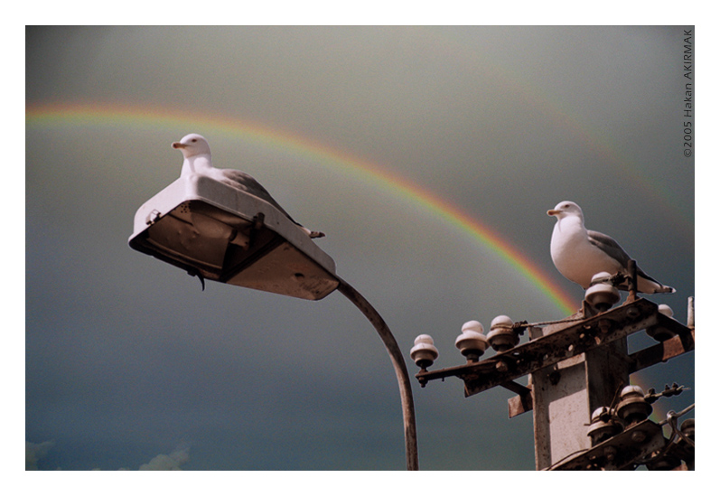 Under the Rainbow