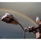 Under the Rainbow