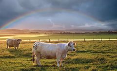 under the rainbow