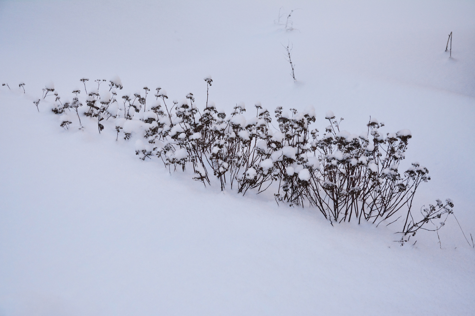 Under the snow