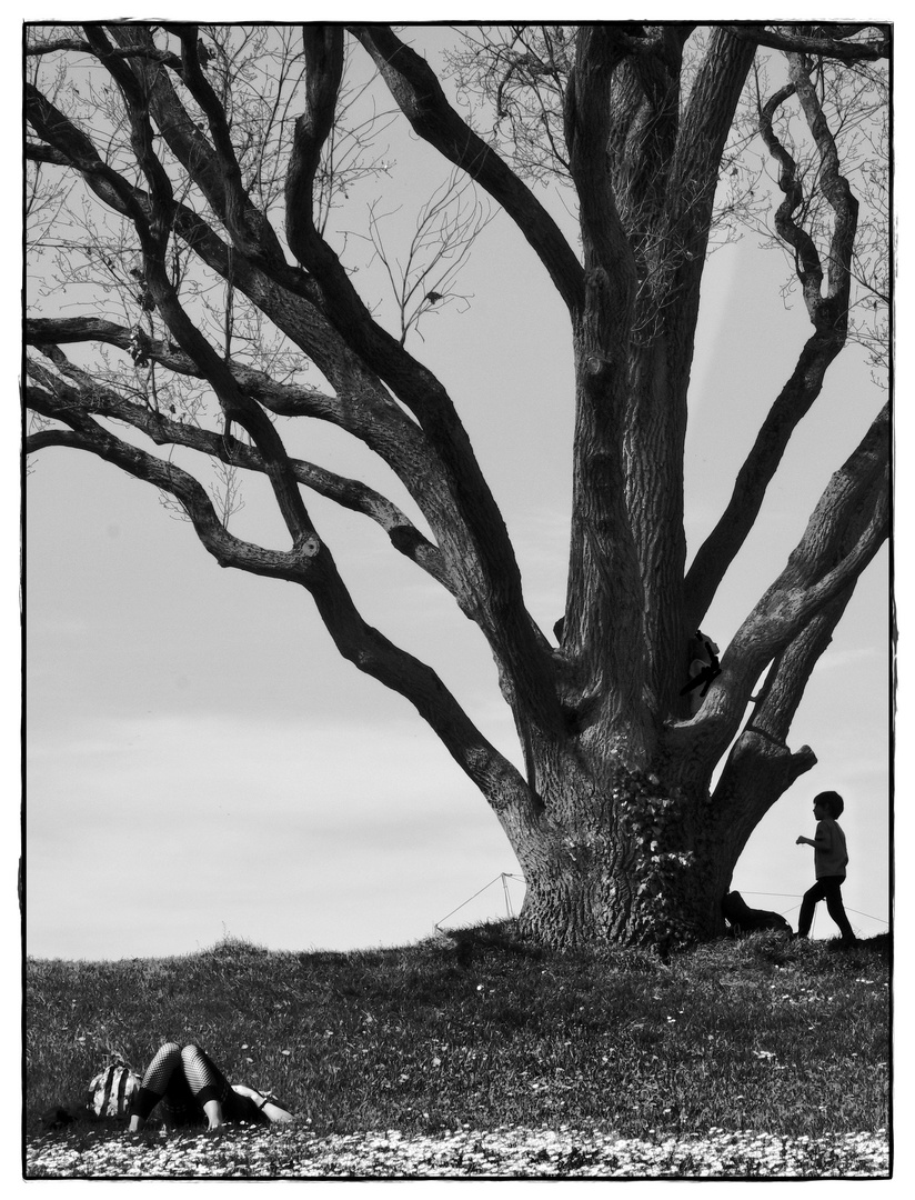 under the tree