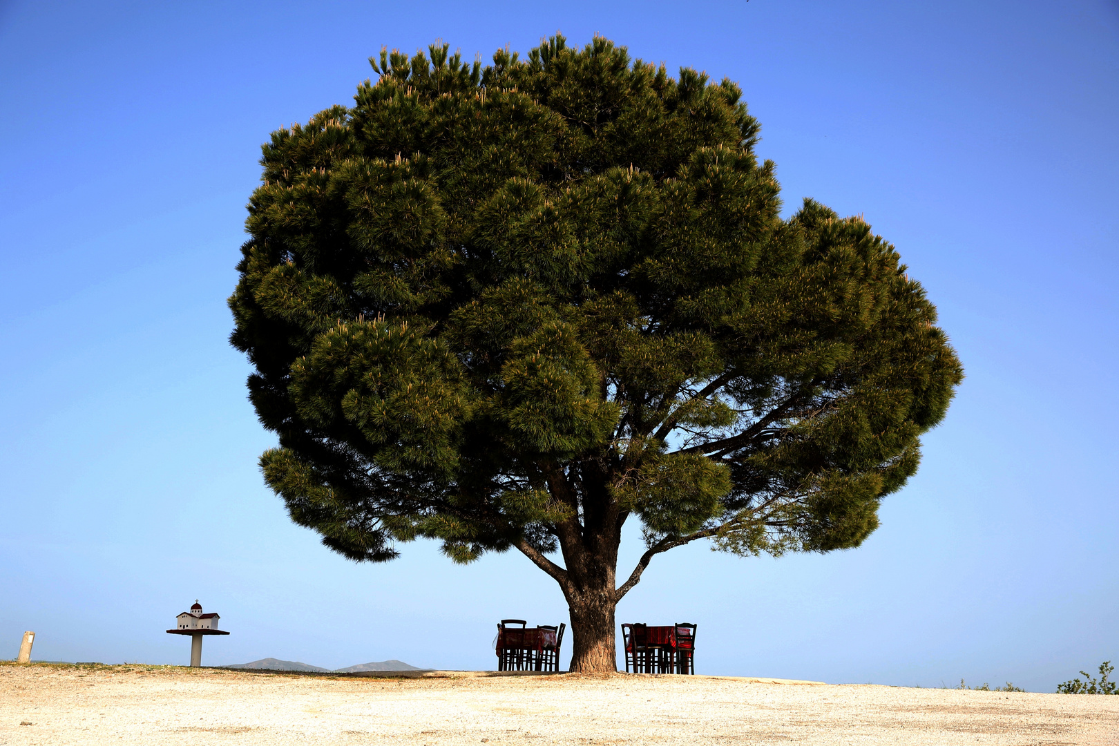 Under the tree