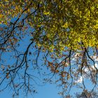 Under the tree